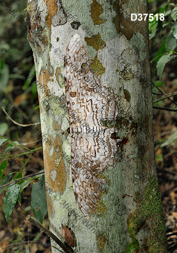 White Witch (Thysania agrippina)